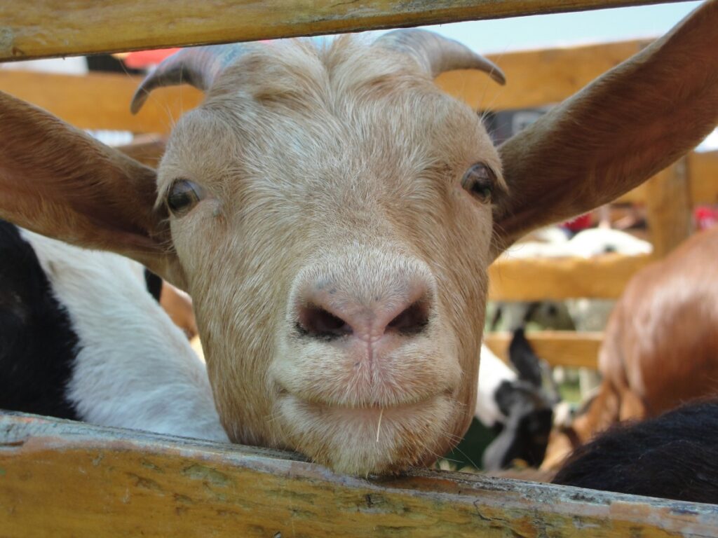 goat fence staring farm domestic rural funny fur 1125463