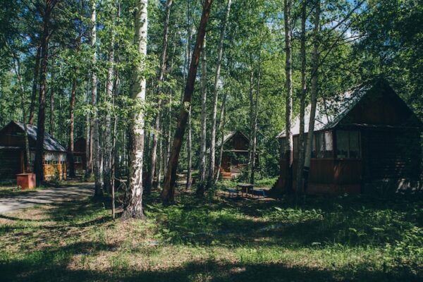 summer wooden house in a birch grove camping in the woods eco friendly construction 100727 989