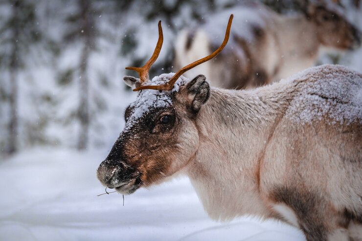 closeup shot of a beautiful deer on the snowy ground in the forest in winter 181624 21111