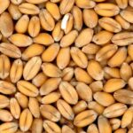 Калужские аграрии за год экспортировали 1 200 тонн зерновых продуктов