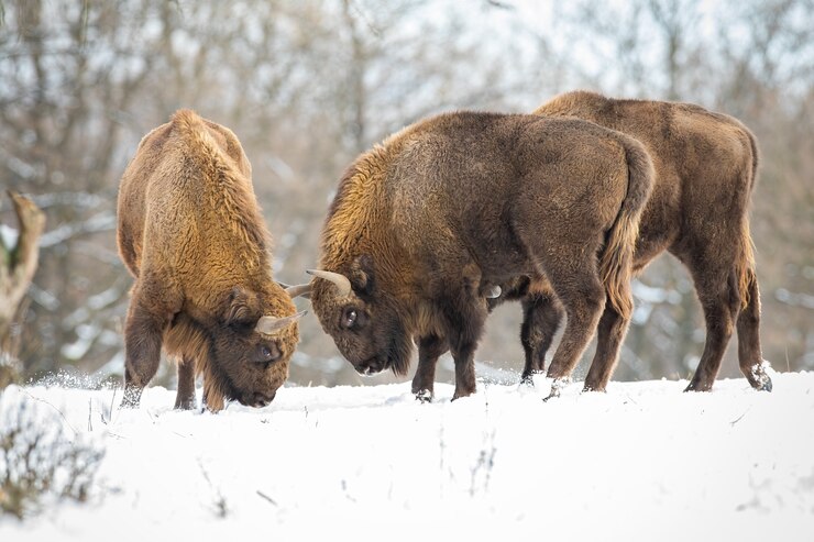two european bison bison bonasus fighting on meadow with forest behind in winter horned big mammal standing against each other wild huge animals in battle in snowy woodland 158217 1642