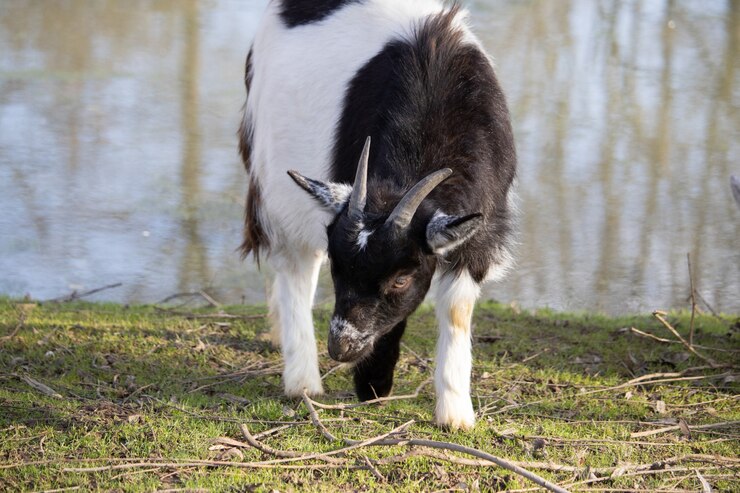 closeup shot of a black and white goat grazing beside a pond 181624 11479