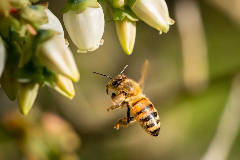 closeup shot of a bee flying to pollinate white flowers