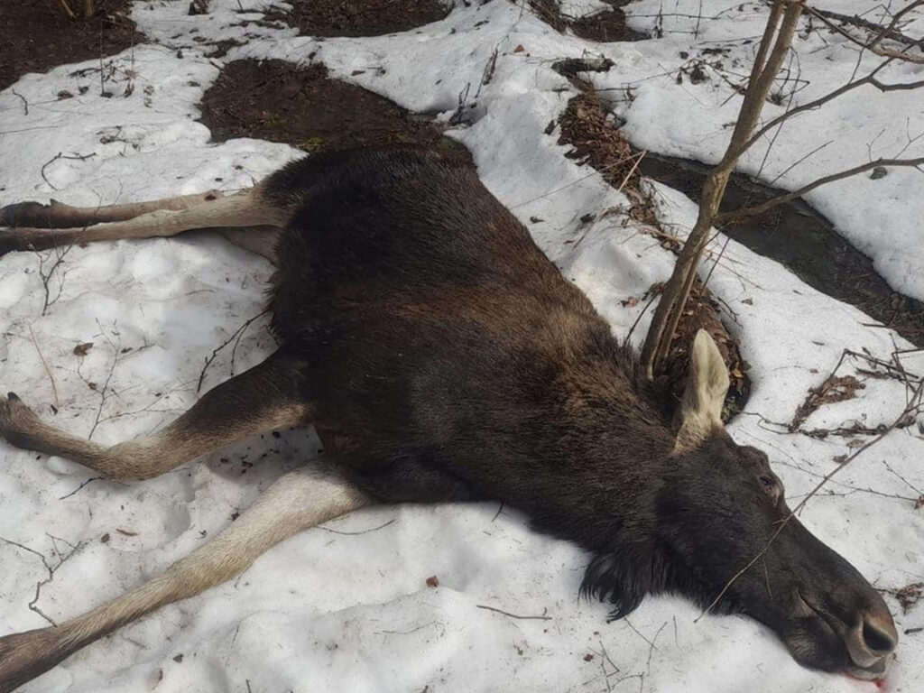 В Калужской области браконьеры застрелили лося в период гона
