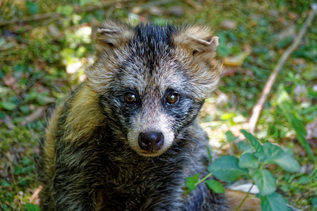animal marten raccoon dog tanuki enok obstfuchs omnivore fur 705793