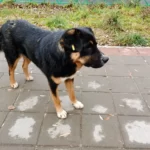 Бездомная собака покусала ребёнка в Боровском районе