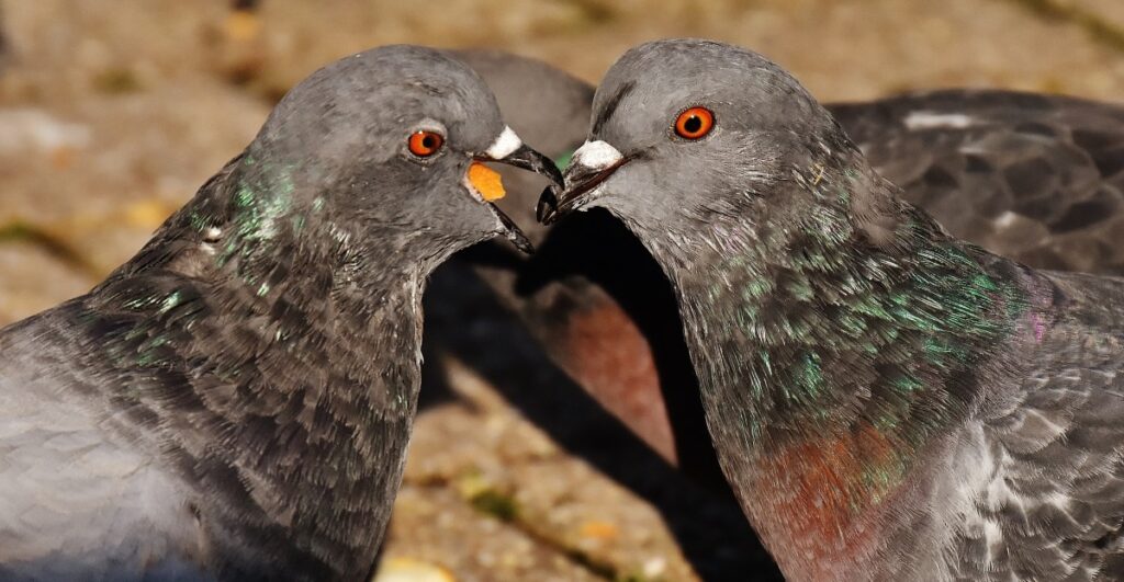 city pigeons pair couple food dove bird feather nature 799555