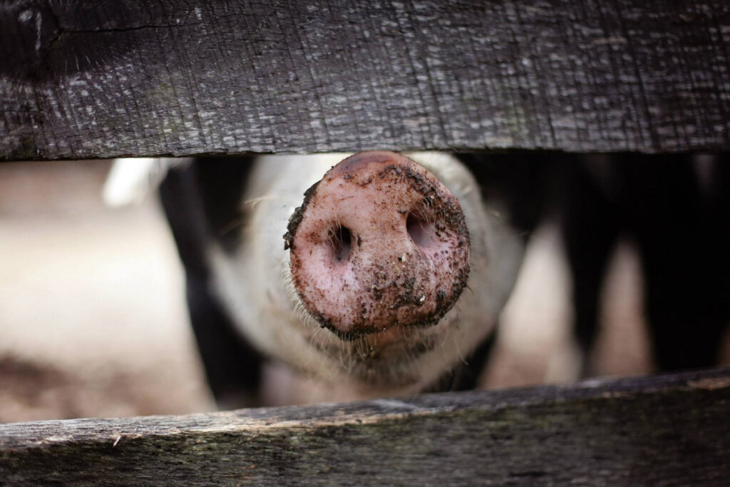 animal farm farm animal farmer fence hog mud pig 1364765