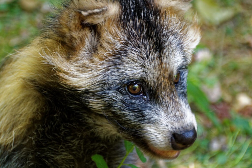 marten raccoon dog animal tanuki enok obstfuchs omnivore fur 706688