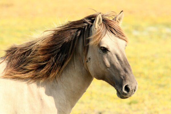 nature pasture horse mammal stallion mane 1116607 pxhere.com