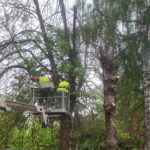 С начала года в Калуге спилили около 800 опасных деревьев