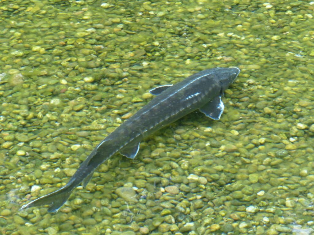 sterlet fish acipenser ruthenus river water fault type acipenseridae 1025395