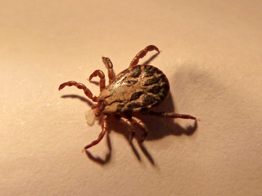 tick mite insect plague 1052508