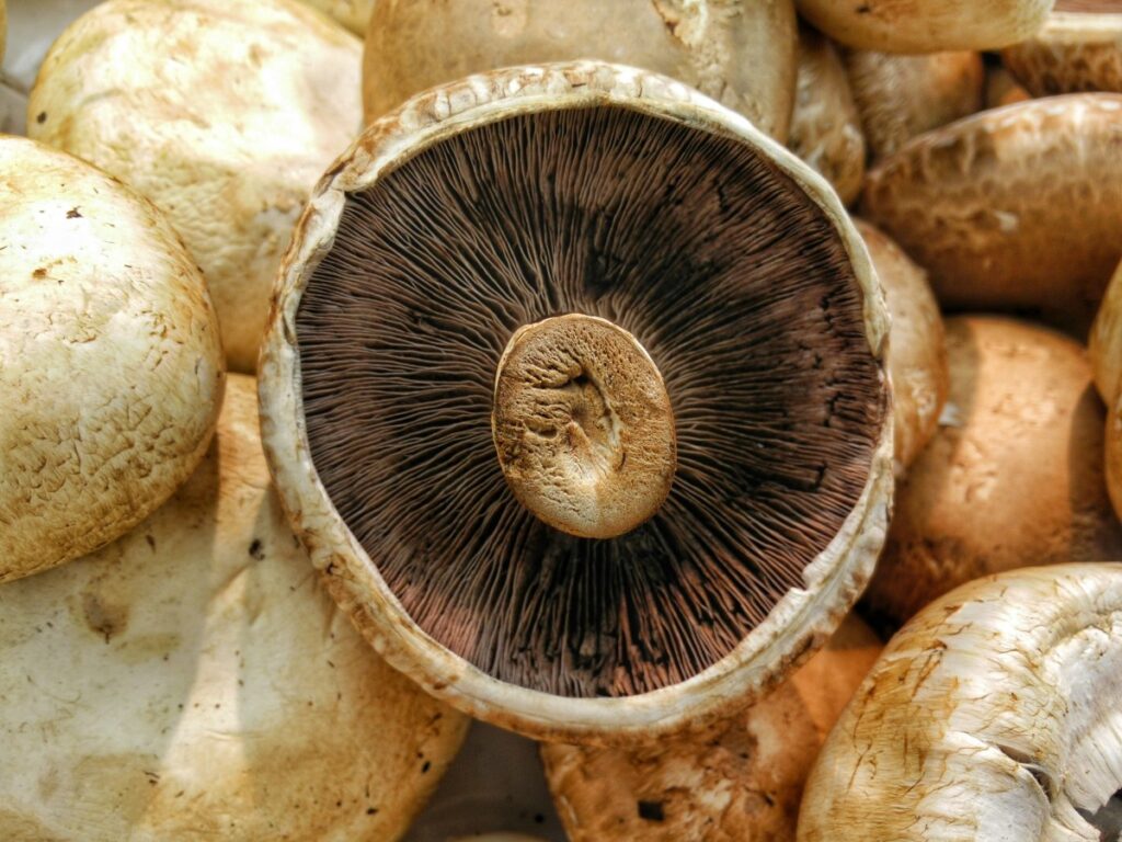 mushroom food fungi 502694