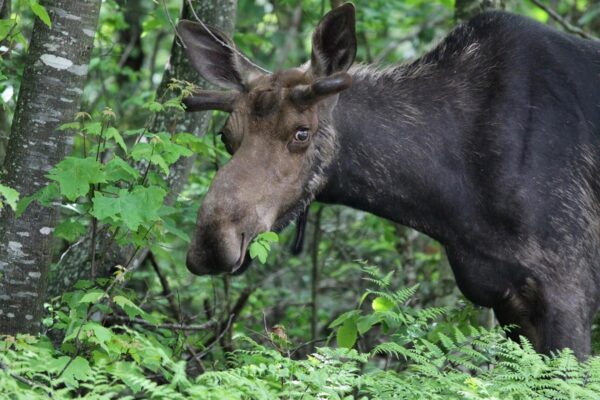 moose animal wildlife mammal fauna woodland woods forest 1022825.jpg!d