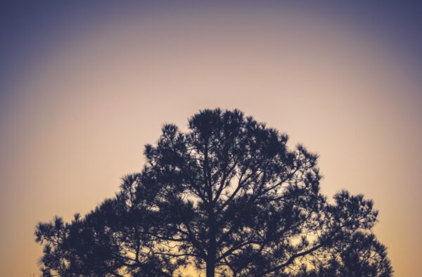 tree evergreen sunset silhouette 7130