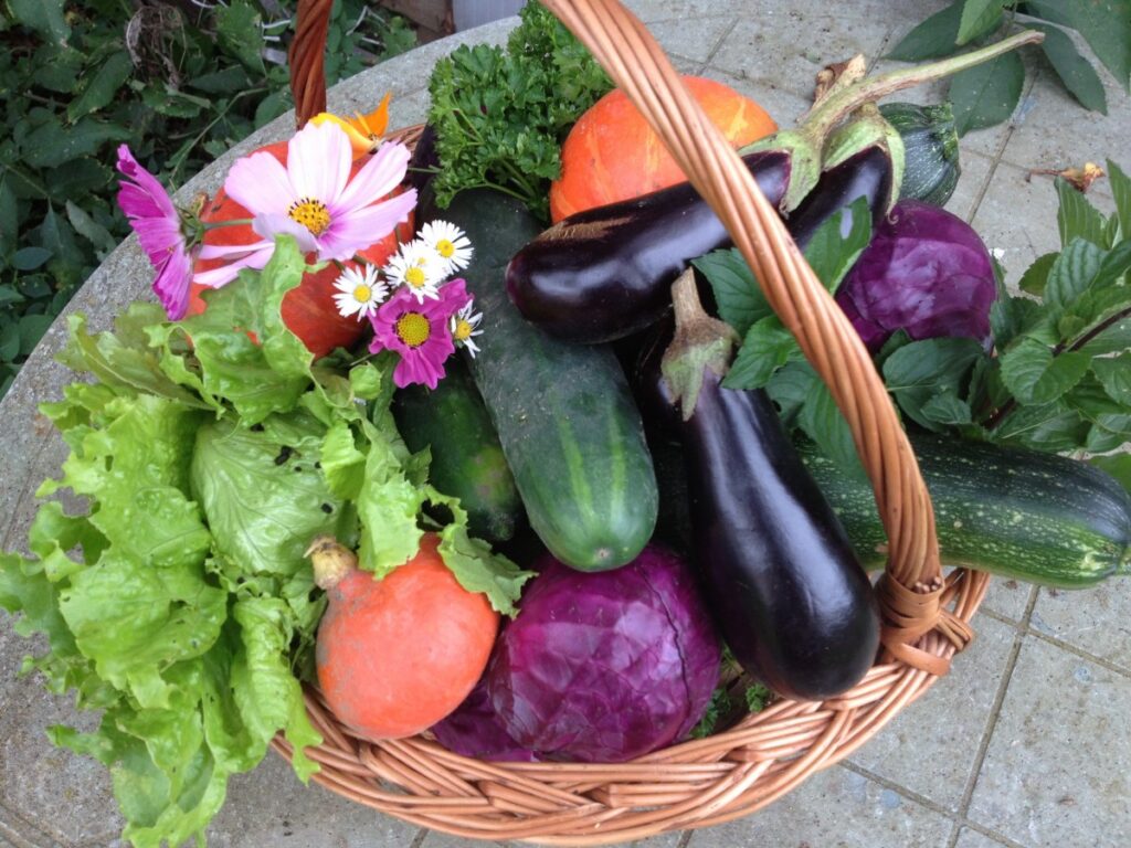 harvest vegetables food nature bio market vegetable garden eggplant 1048951
