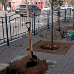 На улице Ленина в Калуге высадили 12 новых деревьев