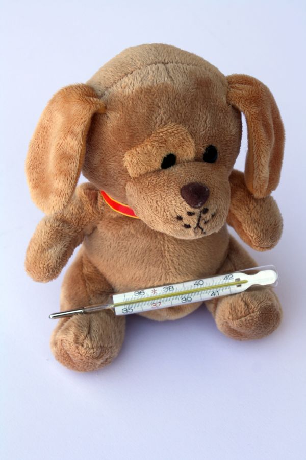teddy dog stuffed animal ill injured fever association sad 996924.jpg!s1