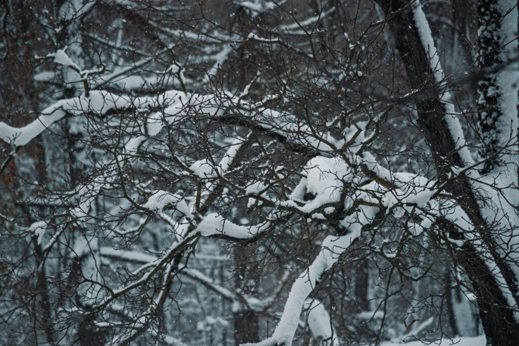 20231205 Андрей Хорошавин деревья, природа, снег img 1411
