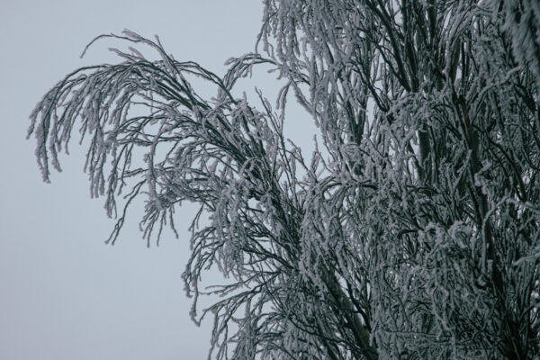 20231212 Андрей Хорошавин деревья, лес, природа, снег img 2456