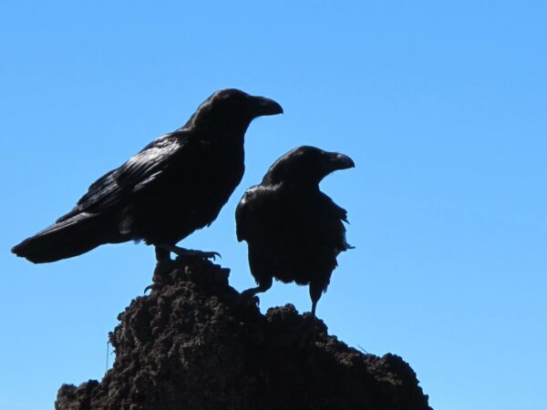 birds crow black 1335132