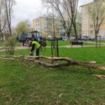 В сквере имени Болдина в Калуге избавились от сухих и аварийных деревьев