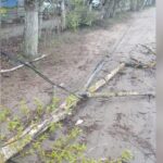 Из-за ветра в Балобанове упало дерево и оборвало провода