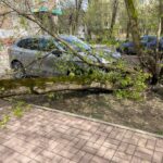 За день в Калуге из-за сильного ветра упало 19 деревьев