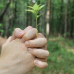 Более 500 деревьев высадят в Обнинске по заявкам ТОС