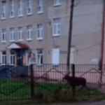 На территорию школы в Жуковском районе забежал лосенок