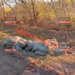 Калужане пожаловались свалку трупов животных у кладбища в Шопино