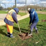 В мае во дворах Обнинска высадят 525 деревьев