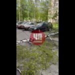 Берёза в Обнинске упала на парковку между двух автомобилей